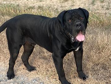 Cuccioli di cane corso