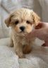maltipoo-maltipo-cuccioli-albicocca-pag-rate