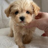 MALTIPOO - MALTIPO CUCCIOLI ALBICOCCA pag rate