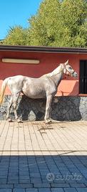 Cavalla