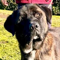 Cane corso (mix) buonissimo