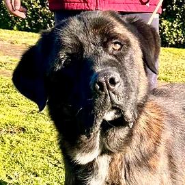 Cane corso (mix) buonissimo