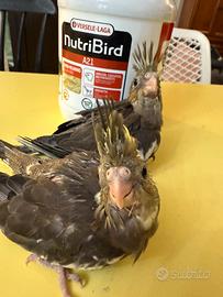 Pappagalli Calopsite