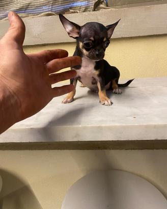 Cucciolo di chihuahua toy