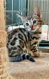 Cuccioli bengala Brown e Snow con pedegree