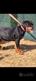 CUCCIOLA ROTTWEILER PEDIGREE