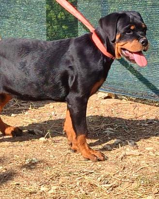 CUCCIOLA ROTTWEILER PEDIGREE