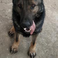 Pastore tedesco grigione 1 anno e mezzo