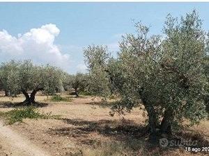 Tribunale di Marsala - RG 66/2025 Terreno in asta - Vista 2