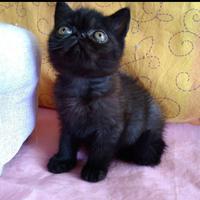 Cuccioli di razza persiana ed exotic short hair