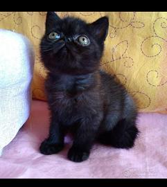 Cuccioli di razza persiana ed exotic short hair