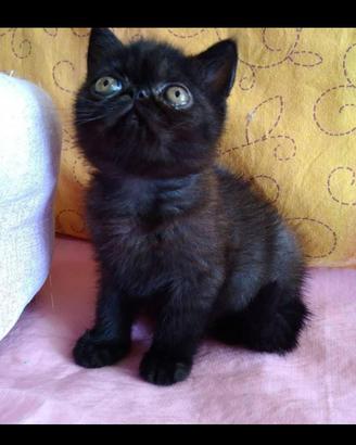 Cuccioli di razza persiana ed exotic short hair
