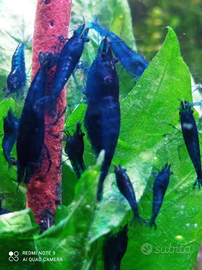 Caridine blu Dreams Yellow neon prezzo stock 2.50