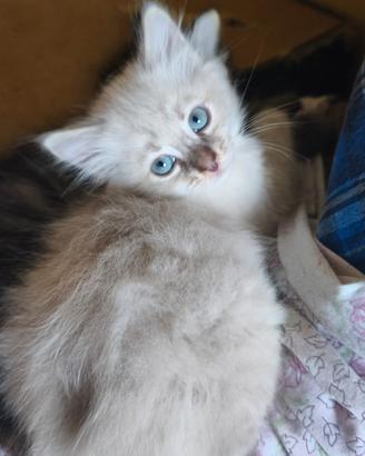 Gattina Blue tabby sacro di Birmania