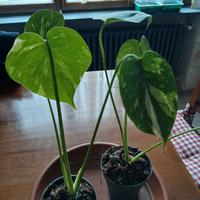 n2 monstera thai constellation