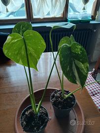 n2 monstera thai constellation