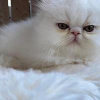 Cuccioli di gatto persiano