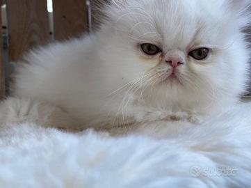 Cuccioli di gatto persiano