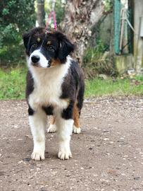 Cuccioli black Pastore Australiano