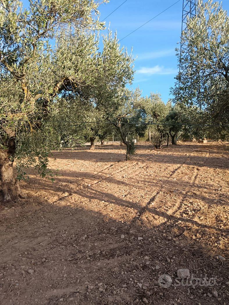 Terreno Agricolo Crispiano [Cod. rif 3386097VRG] - Vista 5