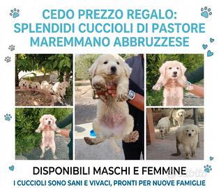 Prezzo 40
