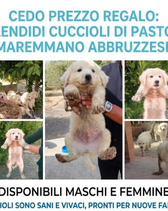 Prezzo 40