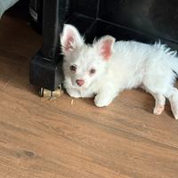 Cucciolo Chihuahua bianco a pelo lungo