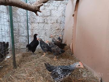 Galletti livornese