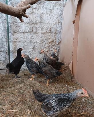 Galletti livornese