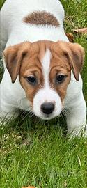 Cuccioli di Jack Russell Terrier