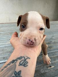 Cuccioli Pitbull rednose