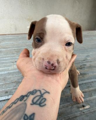 Cuccioli Pitbull rednose