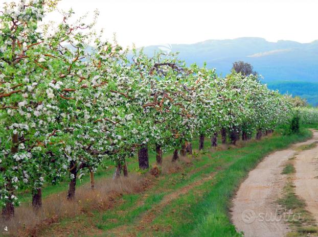 Tablà: Frutteto