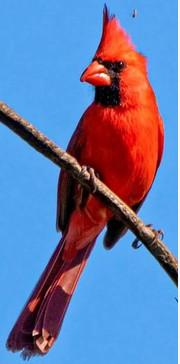 Cardinale rosso