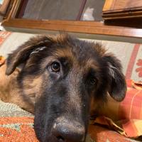 Cuccioli di pastore tedesco