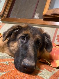 Cuccioli di pastore tedesco