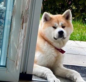 Akita Inu femmina