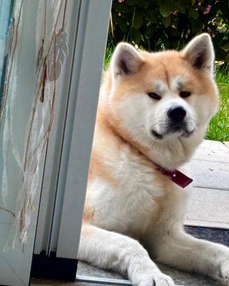 Akita Inu femmina