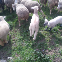 Agnello Suffolk x francese