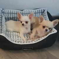 Cuccioli di chihuahua