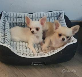 Cuccioli di chihuahua