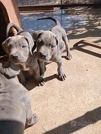 Cuccioli di cane corso