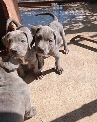 Cuccioli di cane corso