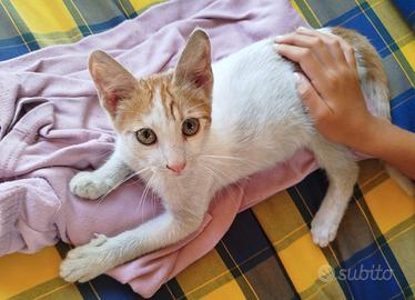 Gatto docile e socievole
