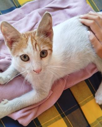 Gatto docile e socievole