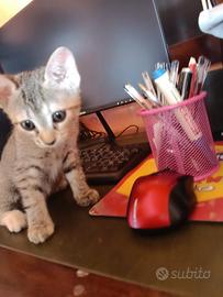 Yoghi gattino 2 mesi