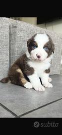 Cuccioli di Australian Shepherd