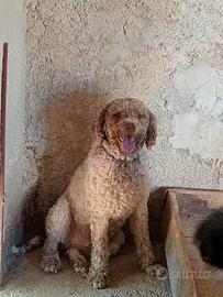 Lagotto romagnolo maschio