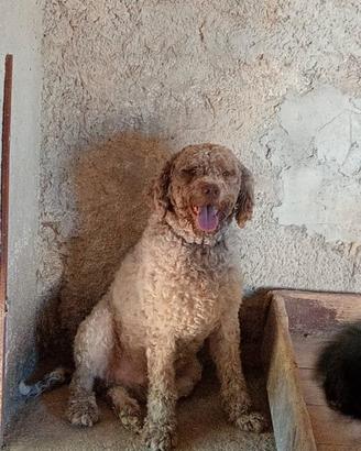 Lagotto romagnolo maschio