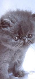 Cuccioli di Gatto Persiano